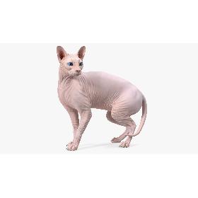 3D model Cream Color Sphynx Cat